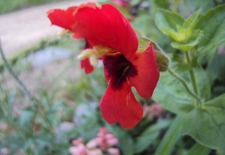 Photo of Scarlet Monkey Flower (Erythranthe cardinalis) uploaded by poisondartfrog