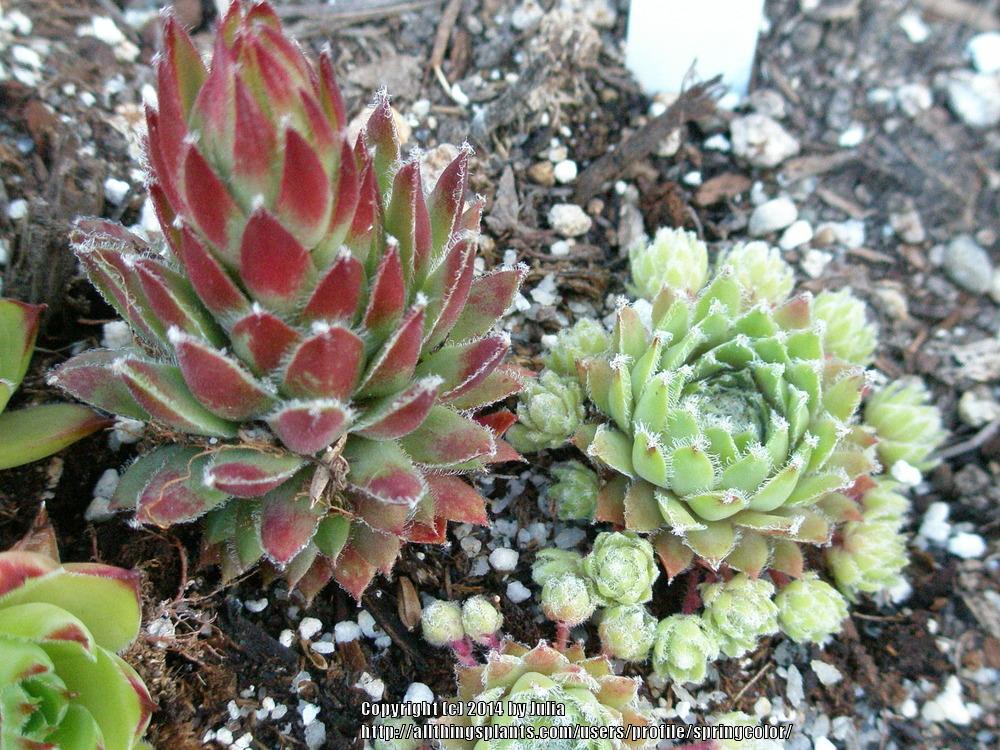 Photo of Hen and Chicks (Sempervivum 'Just Plain Crazy') uploaded by springcolor