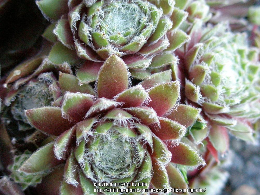Photo of Hen and Chicks (Sempervivum 'Ginnies Delight') uploaded by springcolor