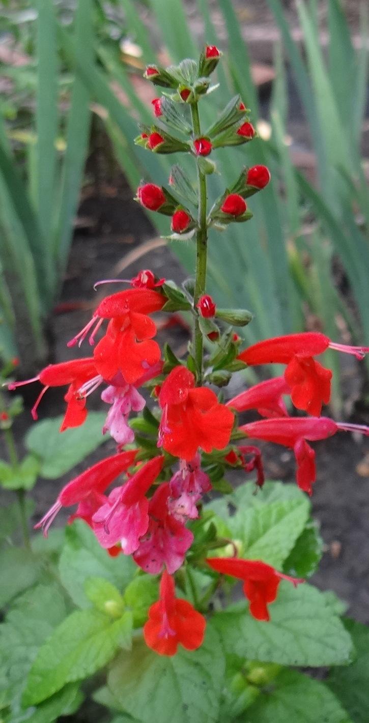 Photo of Salvia (Salvia coccinea Summer Jewel™ Red) uploaded by stilldew