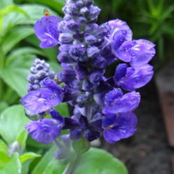 Location: Lincoln NE zone 5
Date: 2014-06-22
This is Evolution Deep Violet.