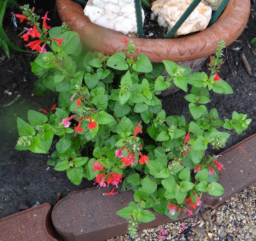 Photo of Salvia (Salvia coccinea Summer Jewel™ Red) uploaded by stilldew