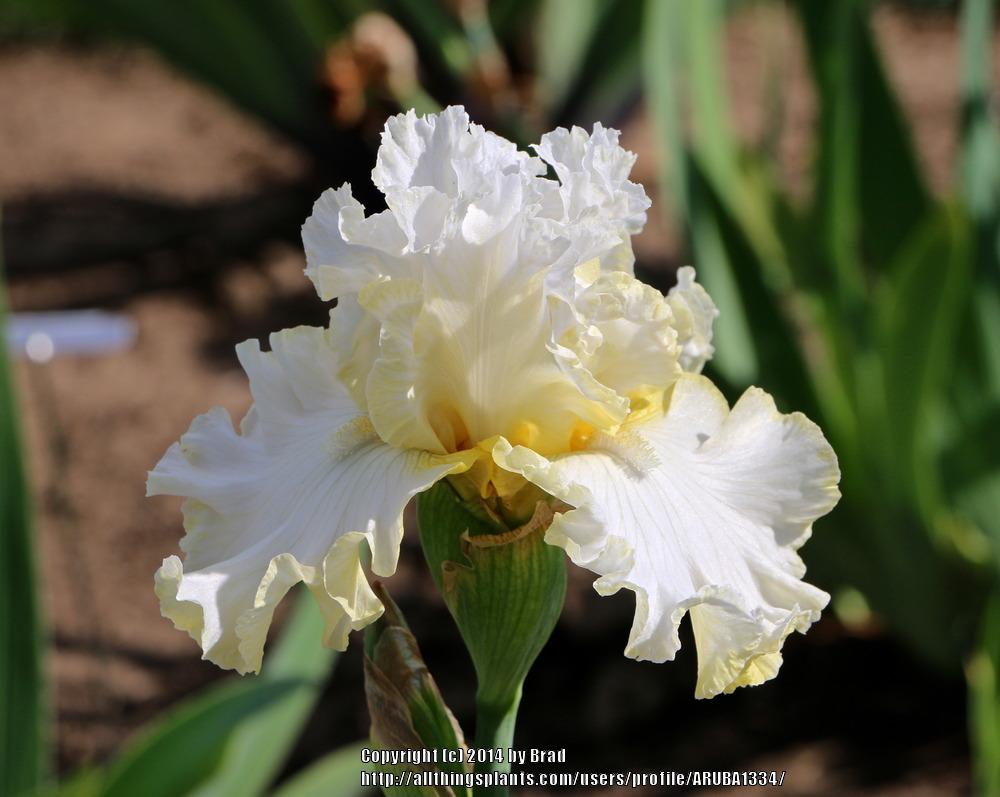 Photo of Tall Bearded Iris (Iris 'Ten Carat Diamond') uploaded by ARUBA1334
