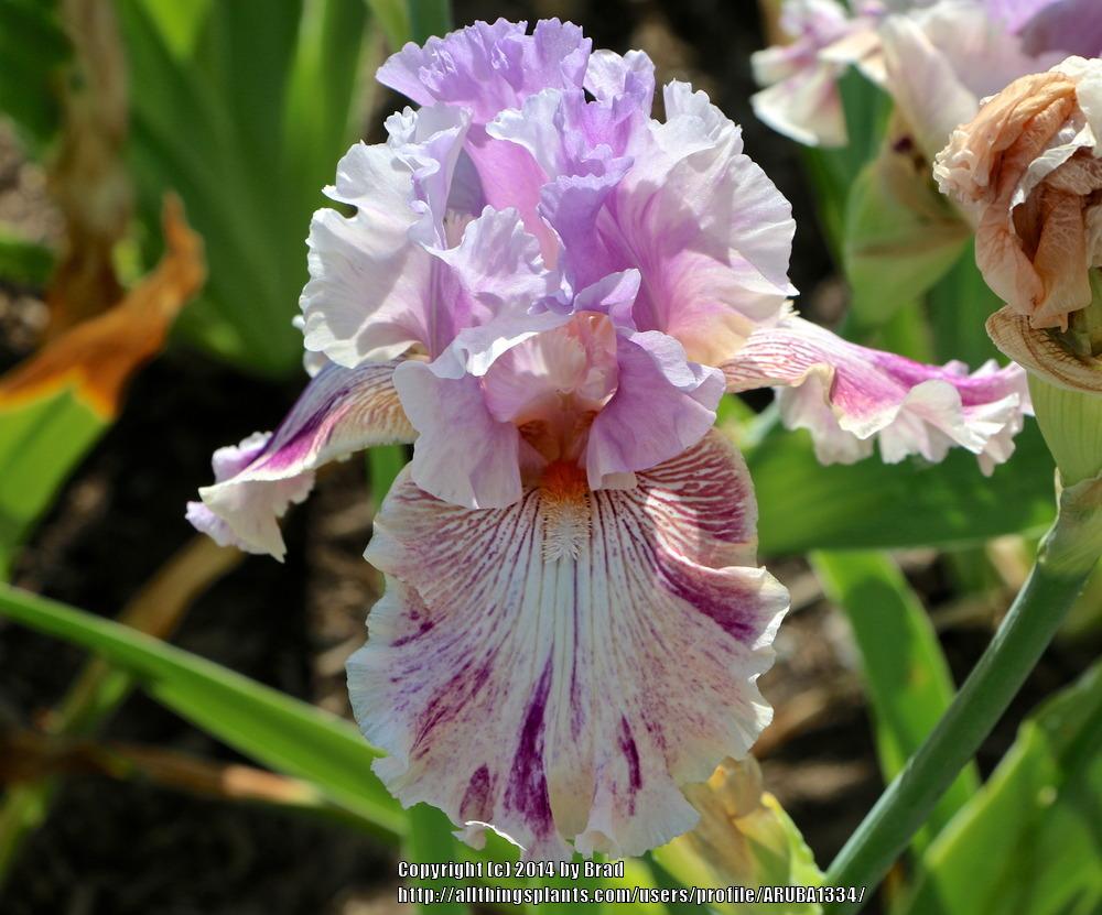 Photo of Tall Bearded Iris (Iris 'Die Laughing') uploaded by ARUBA1334