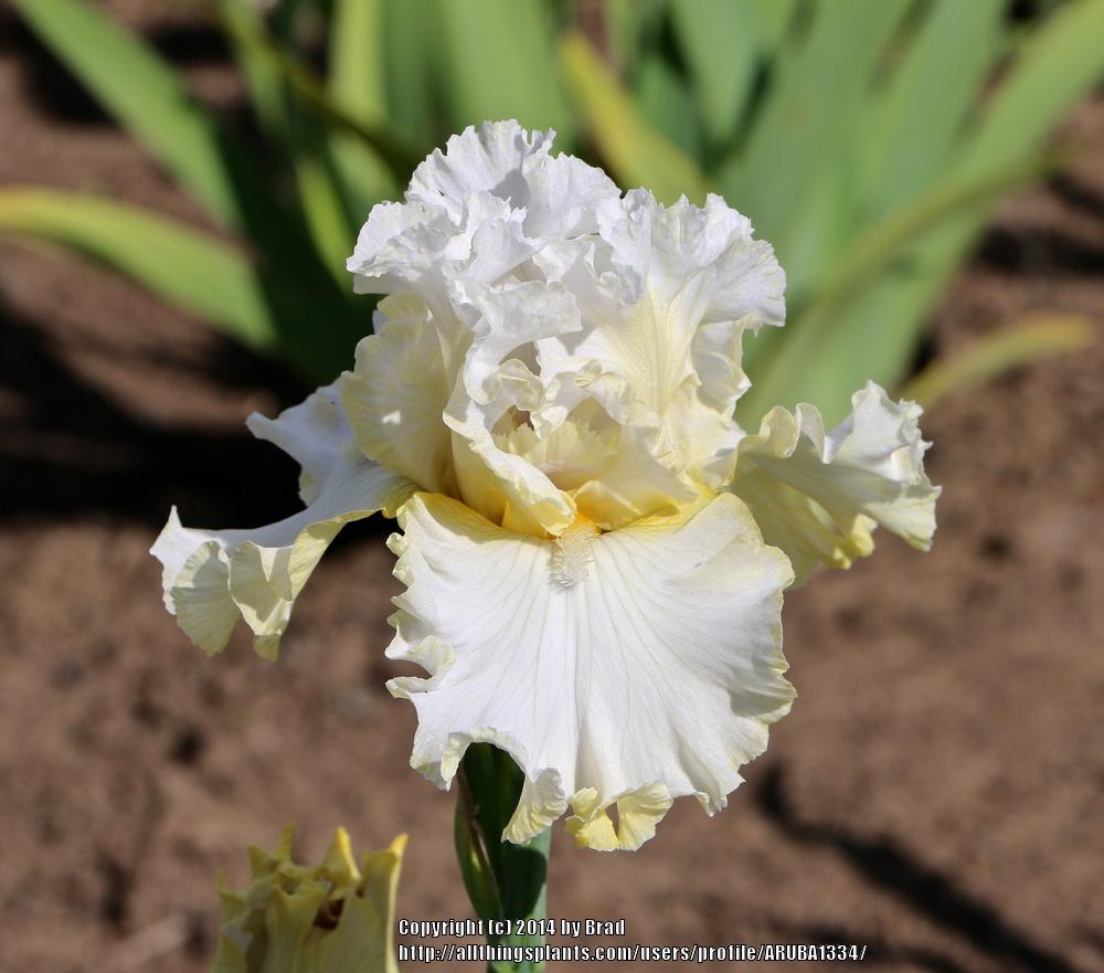 Photo of Tall Bearded Iris (Iris 'Ten Carat Diamond') uploaded by ARUBA1334