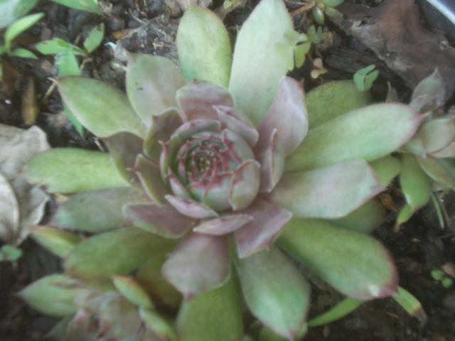 Photo of Hen and Chicks (Sempervivum 'Granada') uploaded by Cahac