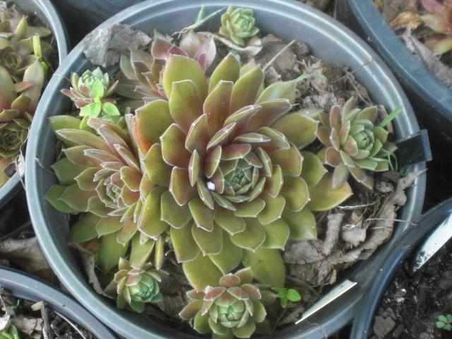 Photo of Hen and Chicks (Sempervivum 'Spanish Dancer') uploaded by Cahac