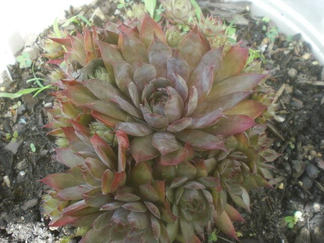 Photo of Hen and Chicks (Sempervivum 'Jeramia') uploaded by Cahac