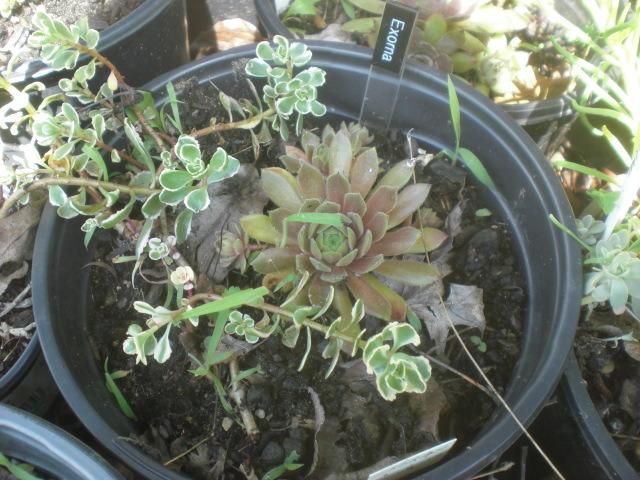 Photo of Hen and Chicks (Sempervivum 'Exorna') uploaded by Cahac
