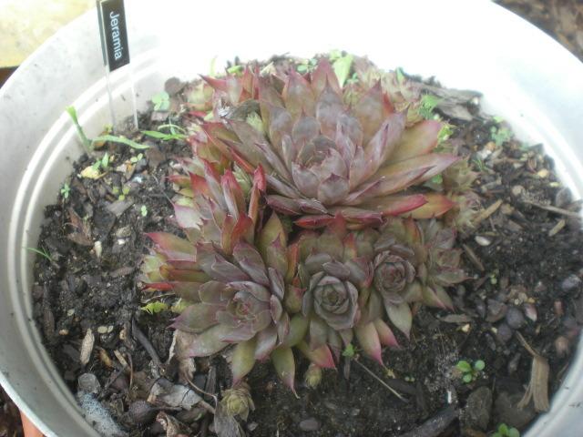 Photo of Hen and Chicks (Sempervivum 'Jeramia') uploaded by Cahac