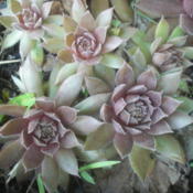 closeup of individual plants