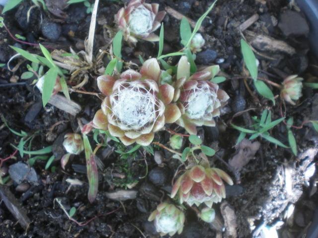 Photo of Hen and Chicks (Sempervivum 'Highland Mist') uploaded by Cahac