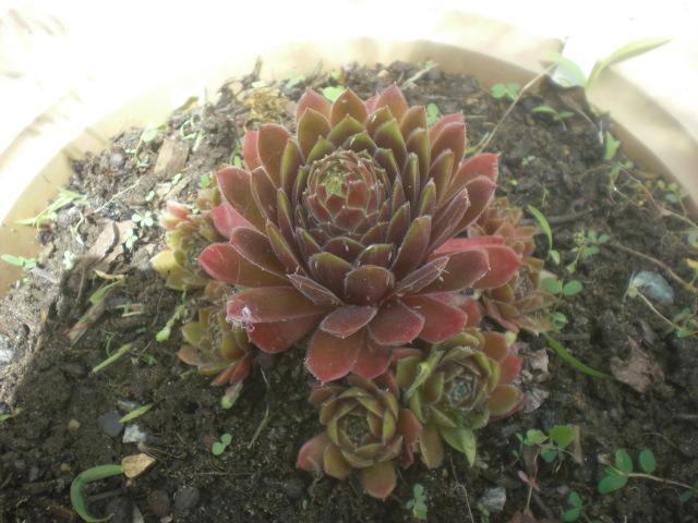 Photo of Hen and Chicks (Sempervivum 'Director Jacobs') uploaded by Cahac