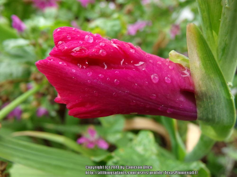 Photo of Gladiola (Gladiolus) uploaded by TexasPlumeria87