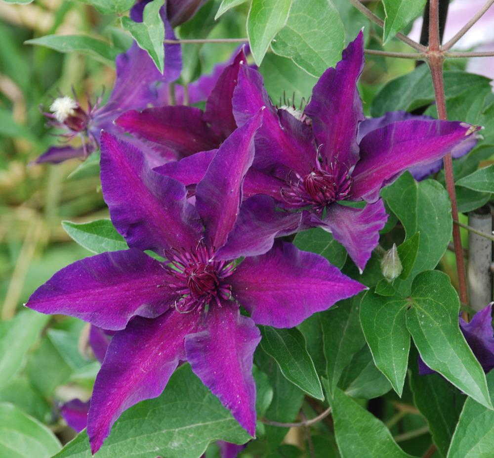 Clematis forum Dwarf clematis