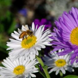 Location: My Garden, Utah
Date: 2014-05-17
#Pollination