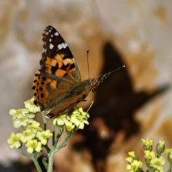 Location: My Garden, Utah
Date: 2014-05-17
with butterfly