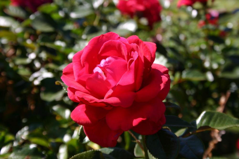 Photo of Rose (Rosa 'Lasting Love') uploaded by jon