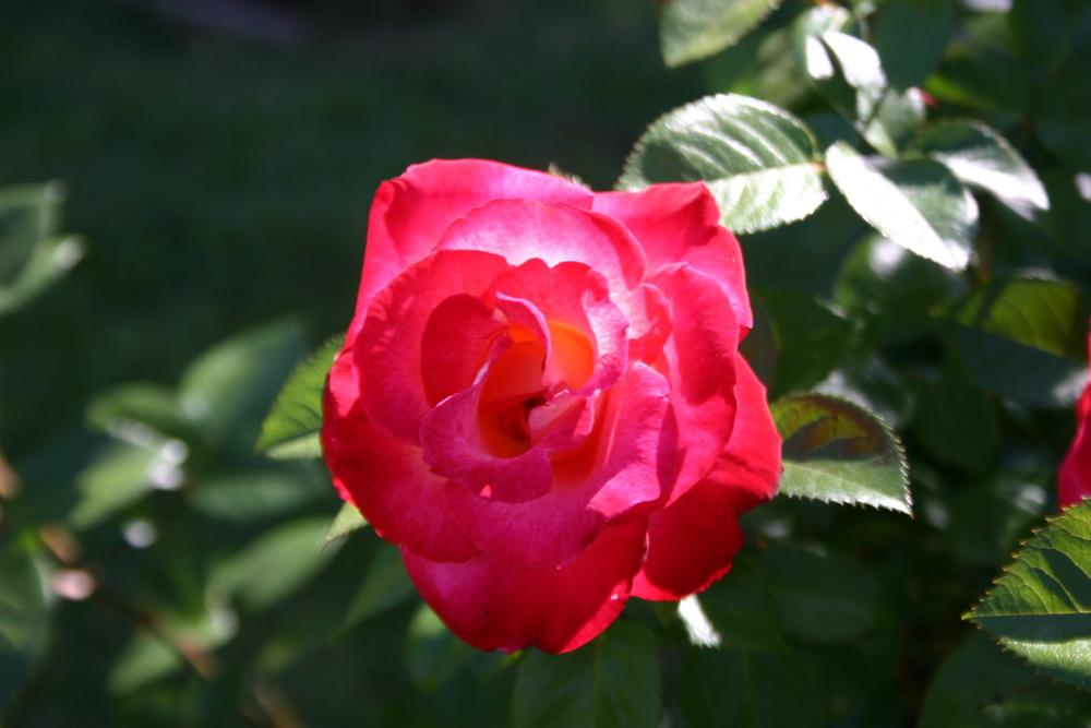 Photo of Rose (Rosa 'Dick Clark') uploaded by jon
