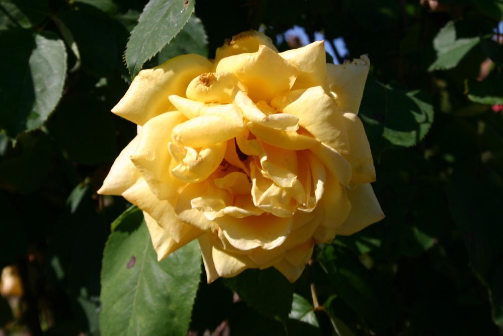 Photo of Rose (Rosa 'Lowell Thomas') uploaded by jon