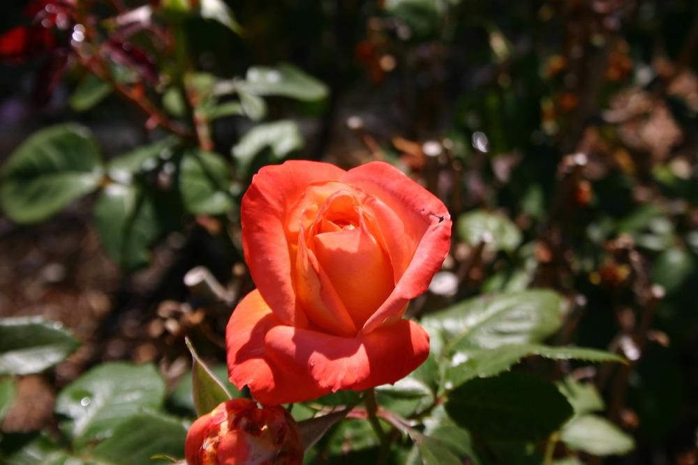 Photo of Rose (Rosa 'Octoberfest') uploaded by jon