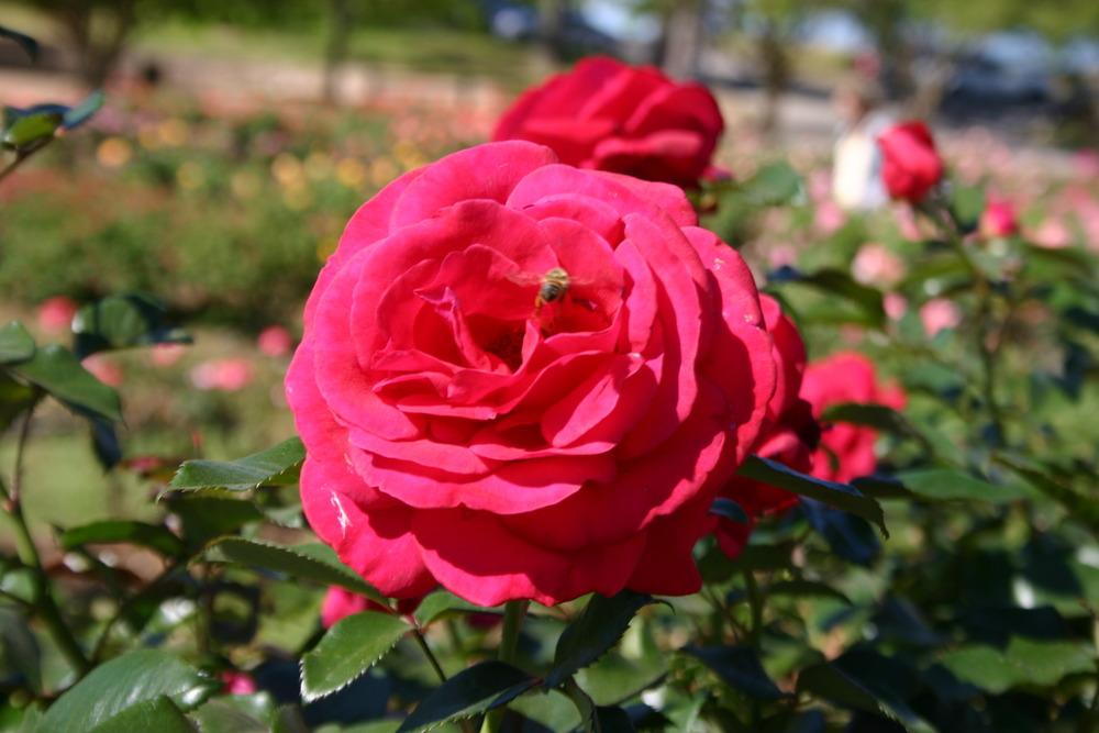 Photo of Rose (Rosa 'Lasting Love') uploaded by jon