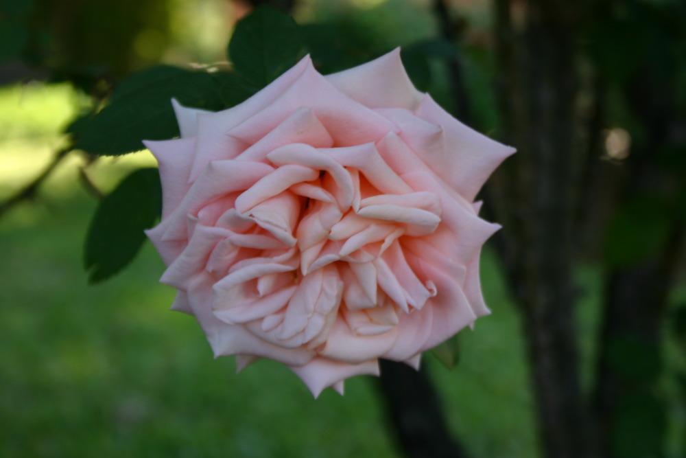 Photo of Rose (Rosa 'Sunset Celebration') uploaded by jon