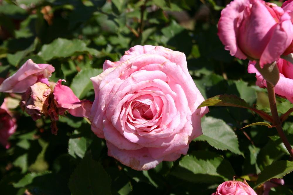 Photo of Rose (Rosa 'Belinda's Dream') uploaded by jon