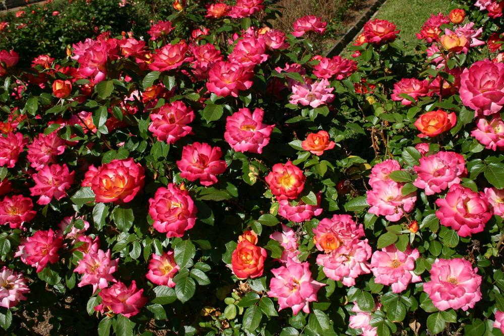 Photo of Rose (Rosa 'Rainbow Sorbet') uploaded by jon