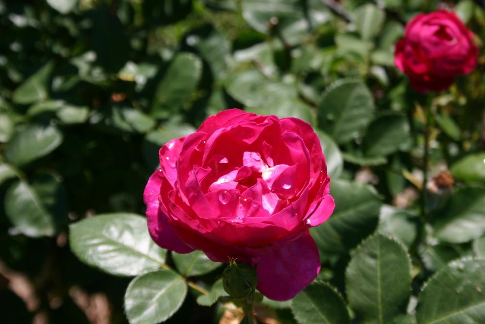 Photo of Rose (Rosa 'Purple Heart') uploaded by jon