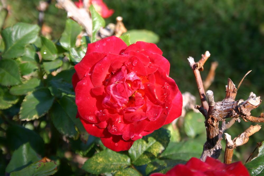 Photo of Rose (Rosa 'Mikado') uploaded by jon