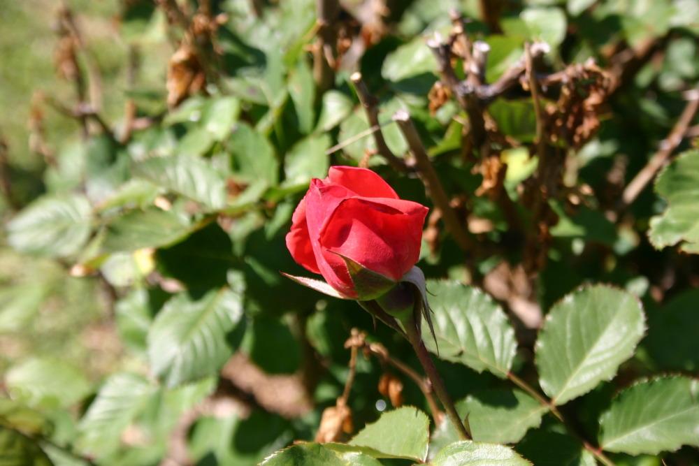 Photo of Rose (Rosa 'Camelot') uploaded by jon