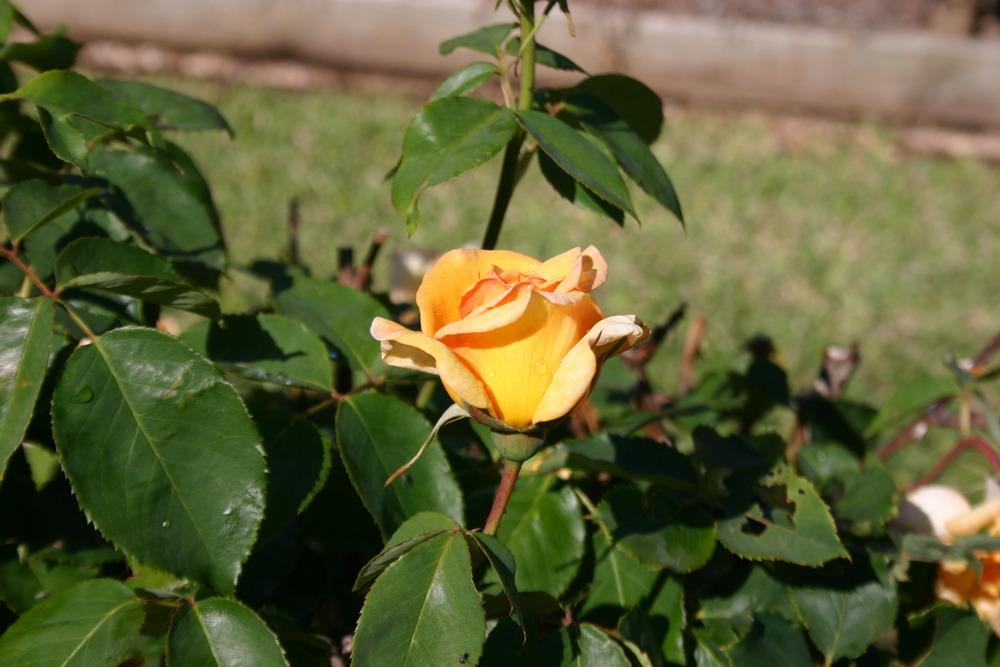 Photo of Rose (Rosa 'Lowell Thomas') uploaded by jon