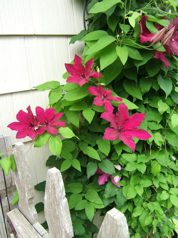 Photo of Clematis Ruutel™ uploaded by pirl