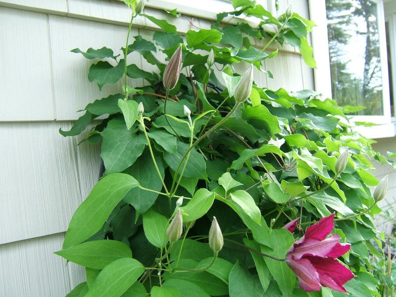Photo of Clematis Ruutel™ uploaded by pirl