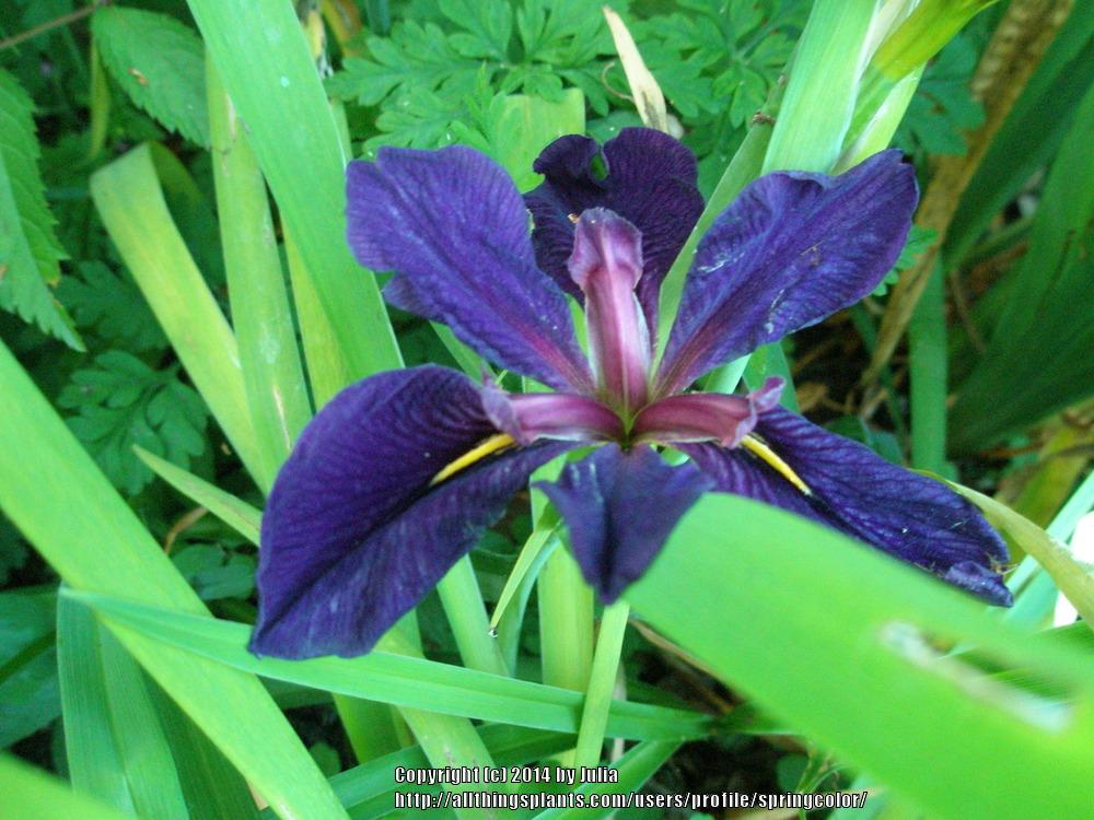 Photo of Louisiana Iris (Iris 'Black Gamecock') uploaded by springcolor