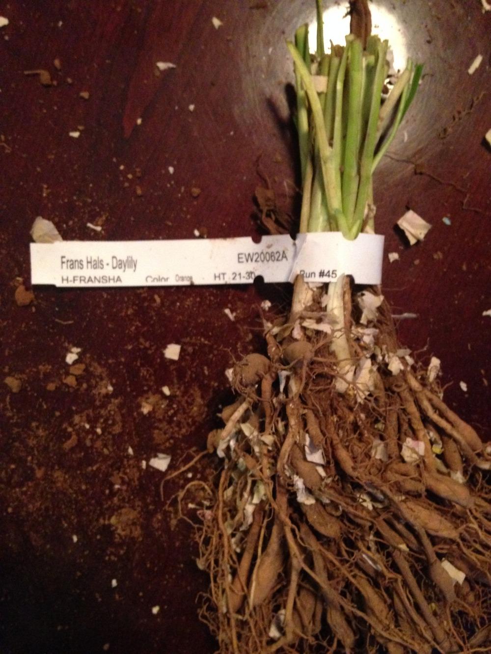 Photo of Daylily (Hemerocallis 'Frans Hals') uploaded by tiptonla