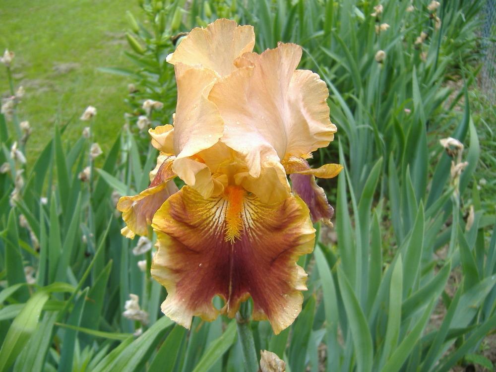 Photo of Tall Bearded Iris (Iris 'Exclusivity') uploaded by tveguy3