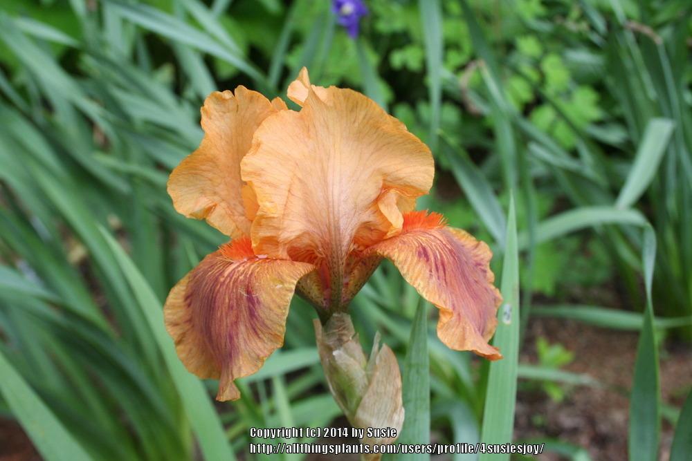 Photo of Standard Dwarf Bearded Iris (Iris 'Amber Eyes') uploaded by 4susiesjoy