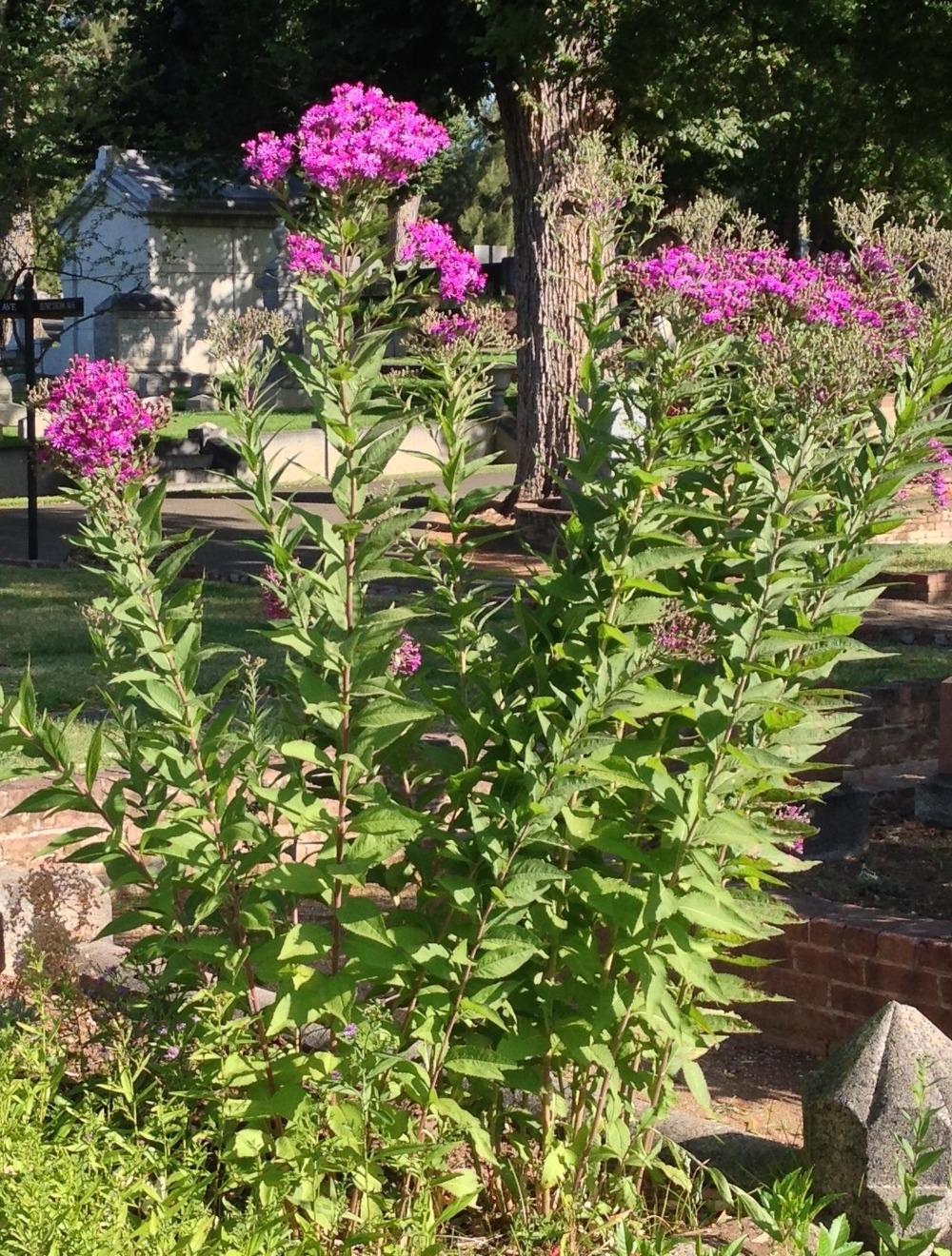 Photo of Western Ironweed (Vernonia baldwinii) uploaded by HamiltonSquare