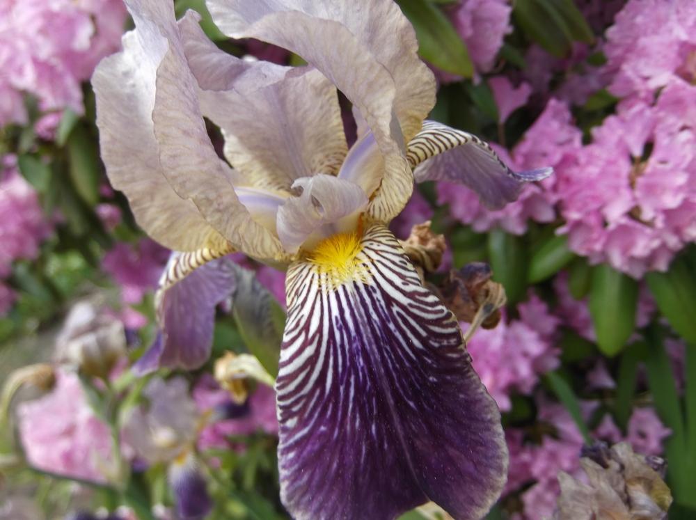 Photo of Tall Bearded Iris (Iris 'Fabian') uploaded by Linneaj