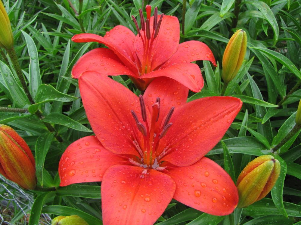 Photo of Lily (Lilium 'Crimson Pixie') uploaded by Roosterlorn
