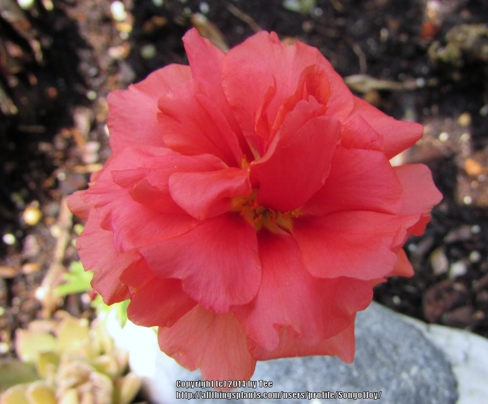 Photo of Moss Rose (Portulaca grandiflora) uploaded by SongofJoy