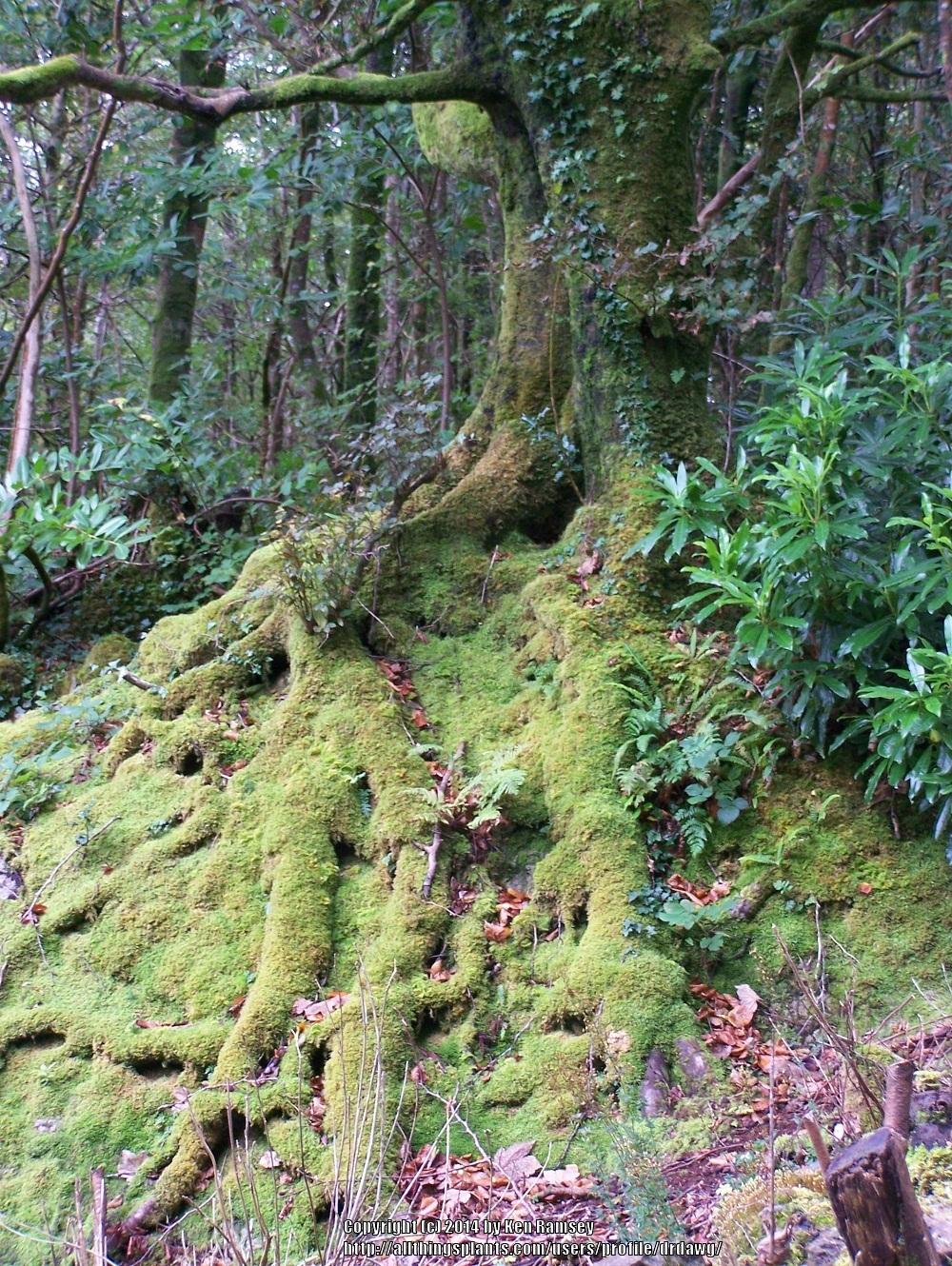 Milled Sphagnum Peat Moss