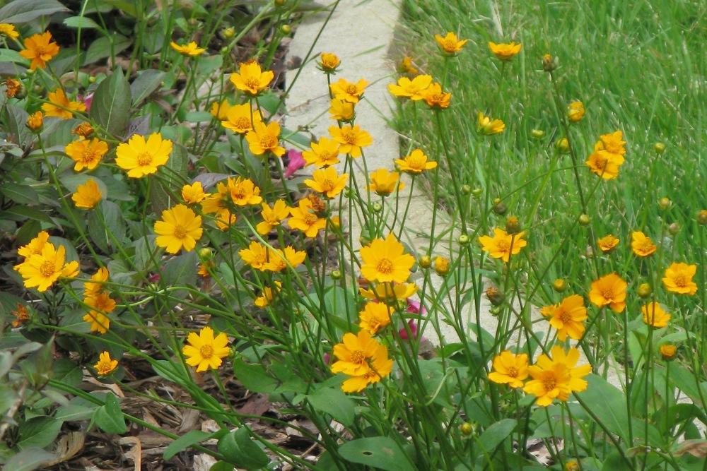 Photo of Dwarf Mouse-ear Tickseed (Coreopsis auriculata 'Nana') uploaded by foraygardengirl