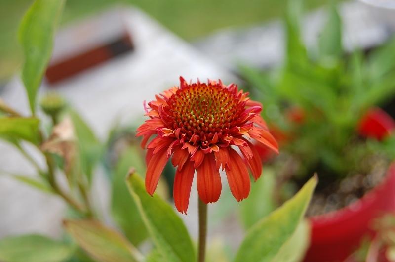 Photo of Coneflower (Echinacea 'Meteor Red') uploaded by pixie62560