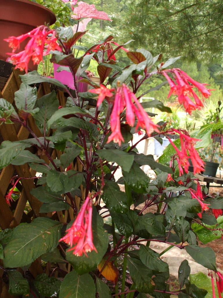 Photo of the entire plant of Honeysuckle Fuchsia (Fuchsia 'Koralle