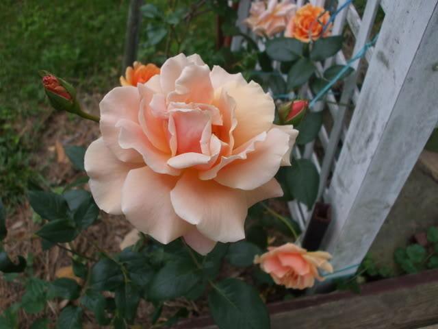 Photo of Rose (Rosa 'Polka') uploaded by poisondartfrog