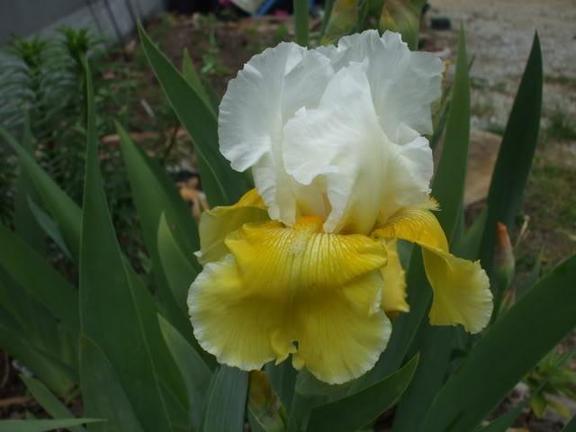 Photo of Tall Bearded Iris (Iris 'Moon Journey') uploaded by poisondartfrog