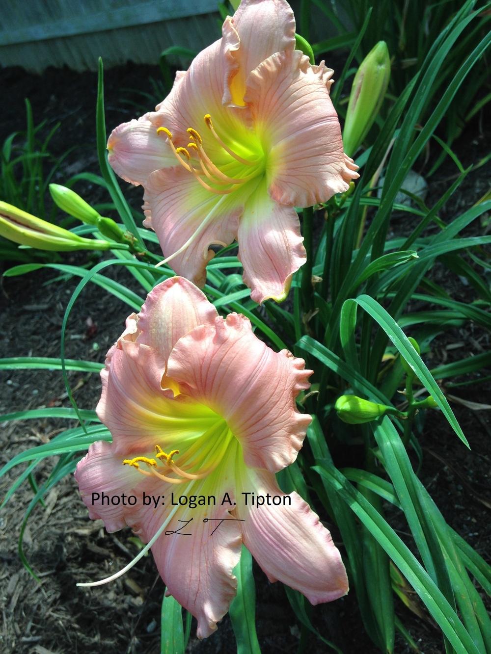Photo of Daylilies (Hemerocallis) uploaded by tiptonla